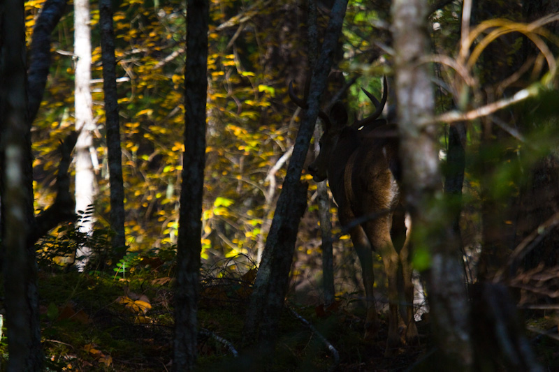 Mule Deer